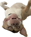 BoBoBo_SF Discord emoji