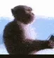monkeJAM
