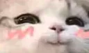 blushie_cat_2
