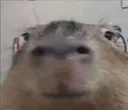 sussybara