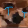hdoogcri