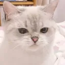 anshus_pusycat_drag