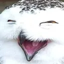 owlol