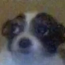 b_dogoxi