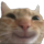 hehecat Discord emoji
