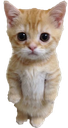 elgato Discord emoji