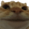 catNo Discord emoji