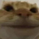 FerociousFelineStaresYouDown