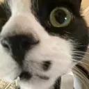 bingus