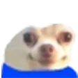 pepeDog