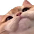 catStare