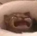 radcattos_273143960_366883458141 Discord Emoji
