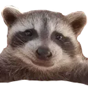 RaccoonSmile RaccoonSmile