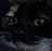 elgatto_bruh