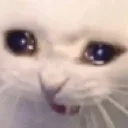 catouch