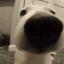 ALLP_SniffSniff