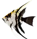 angelfish