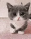 miau