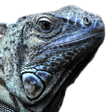iguana Discord emoji