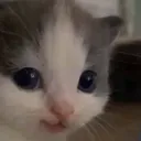 Cathehehe