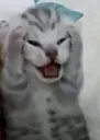 daudau daudau