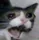 sadcat