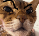IK_momosus Discord emoji