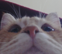 mrcookiepeak Discord emoji