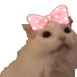 CatNyaa