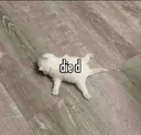 died