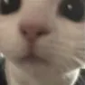 CatStare Discord Emoji
