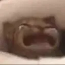 waacat Discord Emoji