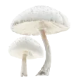 GC_shroomparasol