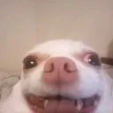 happydog