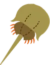 horseshoecrab