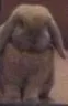 buny