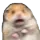 HamsterScaredS