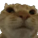 CatShakeNoS CatShakeNoS