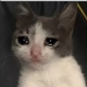 NHM_sadcat Discord emoji