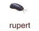 rupert