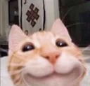cat_iconic