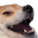doggokek
