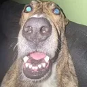 whatdog whatdog