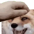 fluffypat
