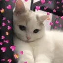 hearts_catto hearts_catto