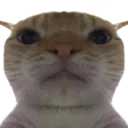 RSCatStare