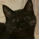 catsmile catsmile