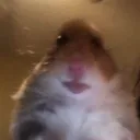 idkmaybehamster