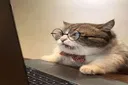 meogiaosu meogiaosu
