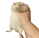 rat_hold rat_hold